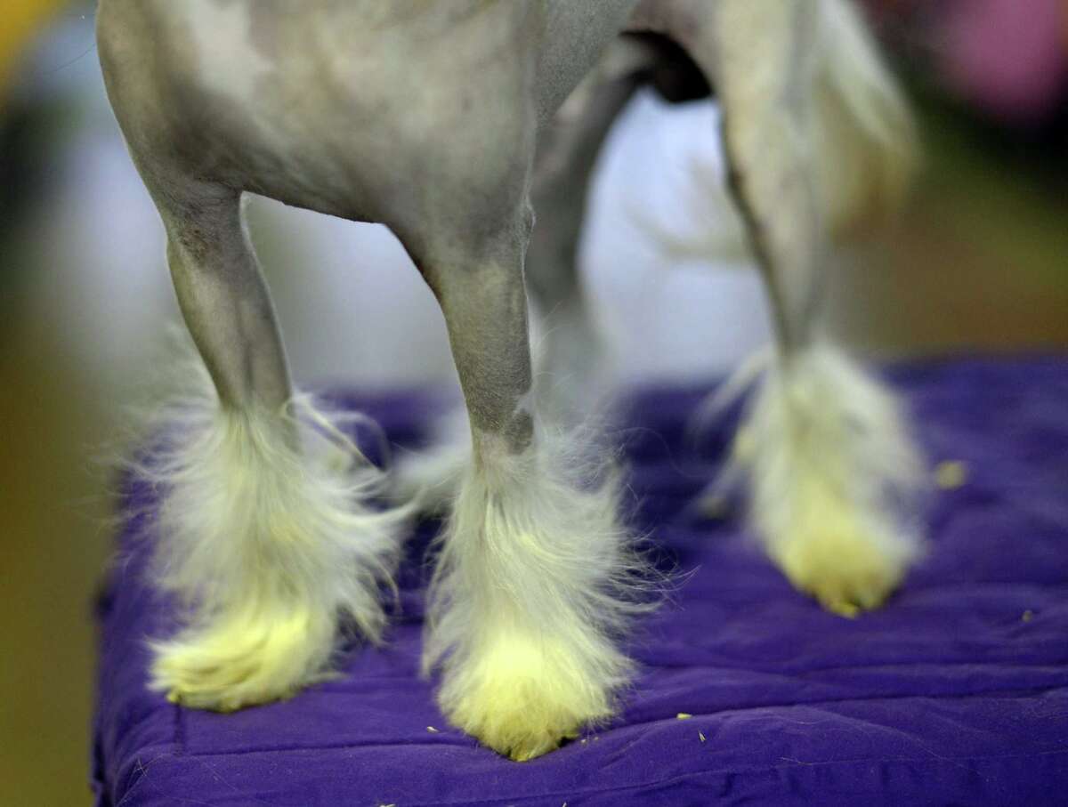 5 things to know about the Westminster dog show