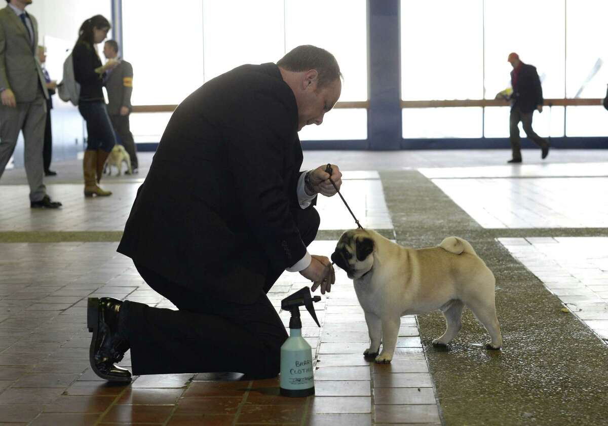 Handler Barry Clothier waits with his Pug for judging to start at Pier 92 and 94 in New York City for the first day of competition at the 138th Annual Westminster Kennel Club Dog Show February 10, 2014. The Westminster Kennel Club Dog Show is a two-day, all-breed benched show that takes place at both Pier 92 and 94 and at Madison Square Garden in New York City.
