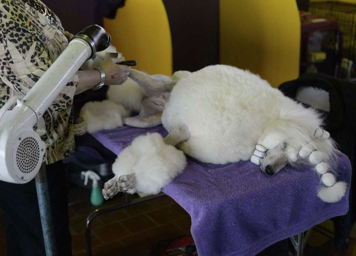 5 things to know about the Westminster dog show