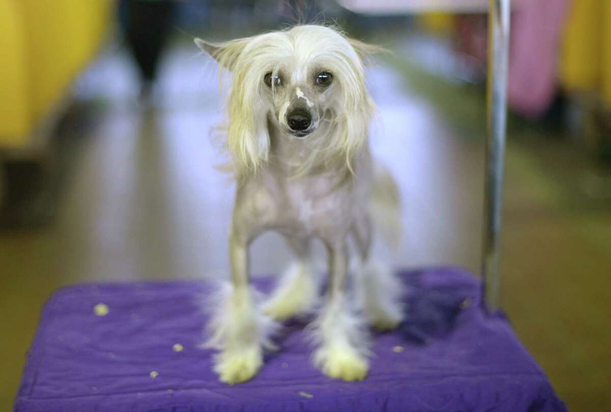 5 things to know about the Westminster dog show