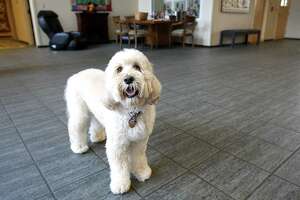 Dog at Ronald McDonald House the subject of children's book