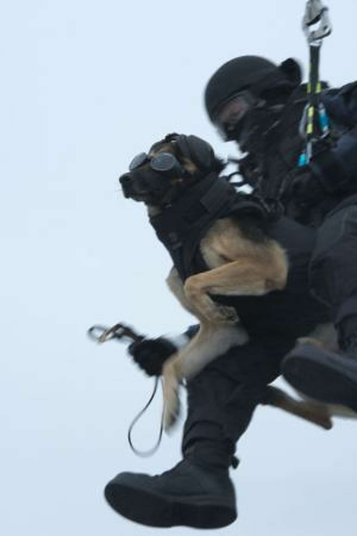 coast guard dog tactical helmet