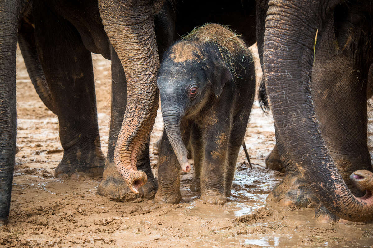 Houston Zoo releases photos of 385-pound baby elephant's muddy public debut