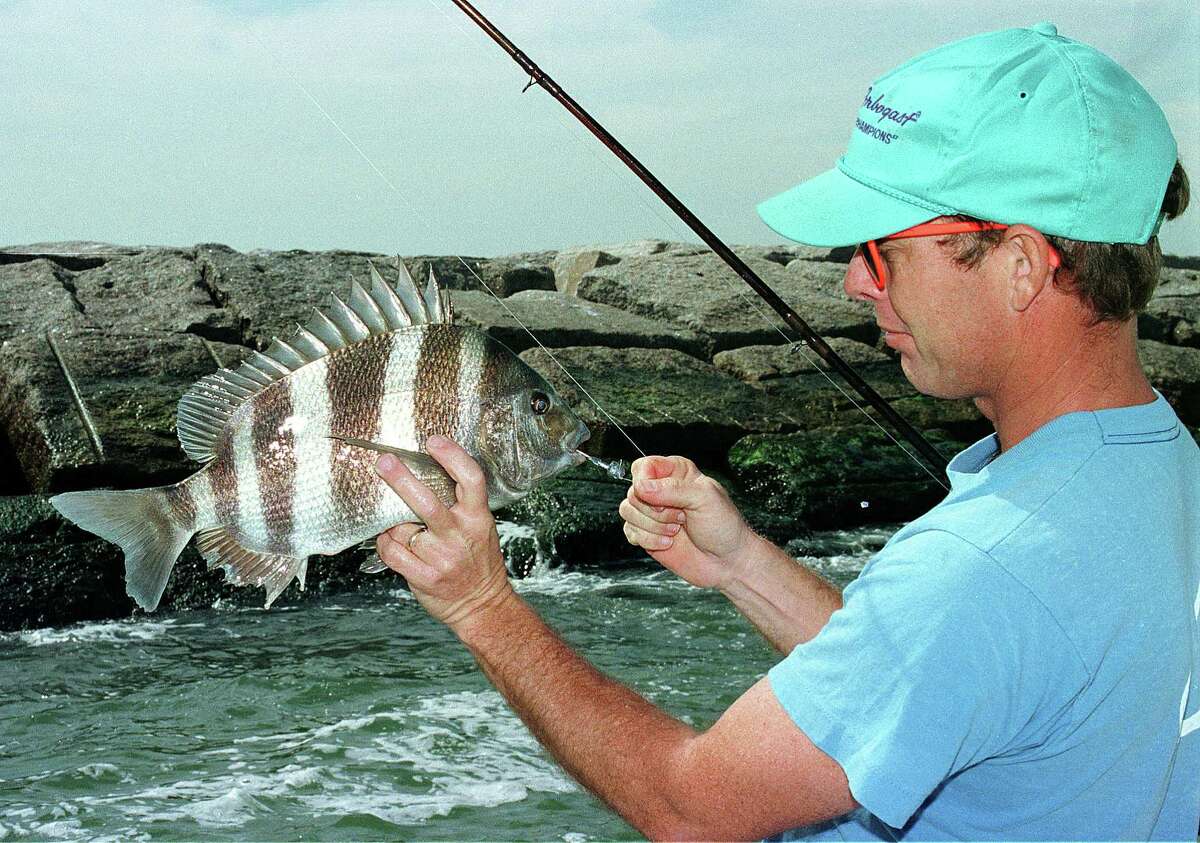 Despite looks, sheepshead a worthy catch