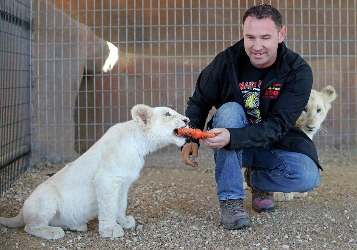Snake Farm owner Eric Trager plays with the two white lion cubs as he shows his facility in New Braunfels on Feb. 13, 2014.