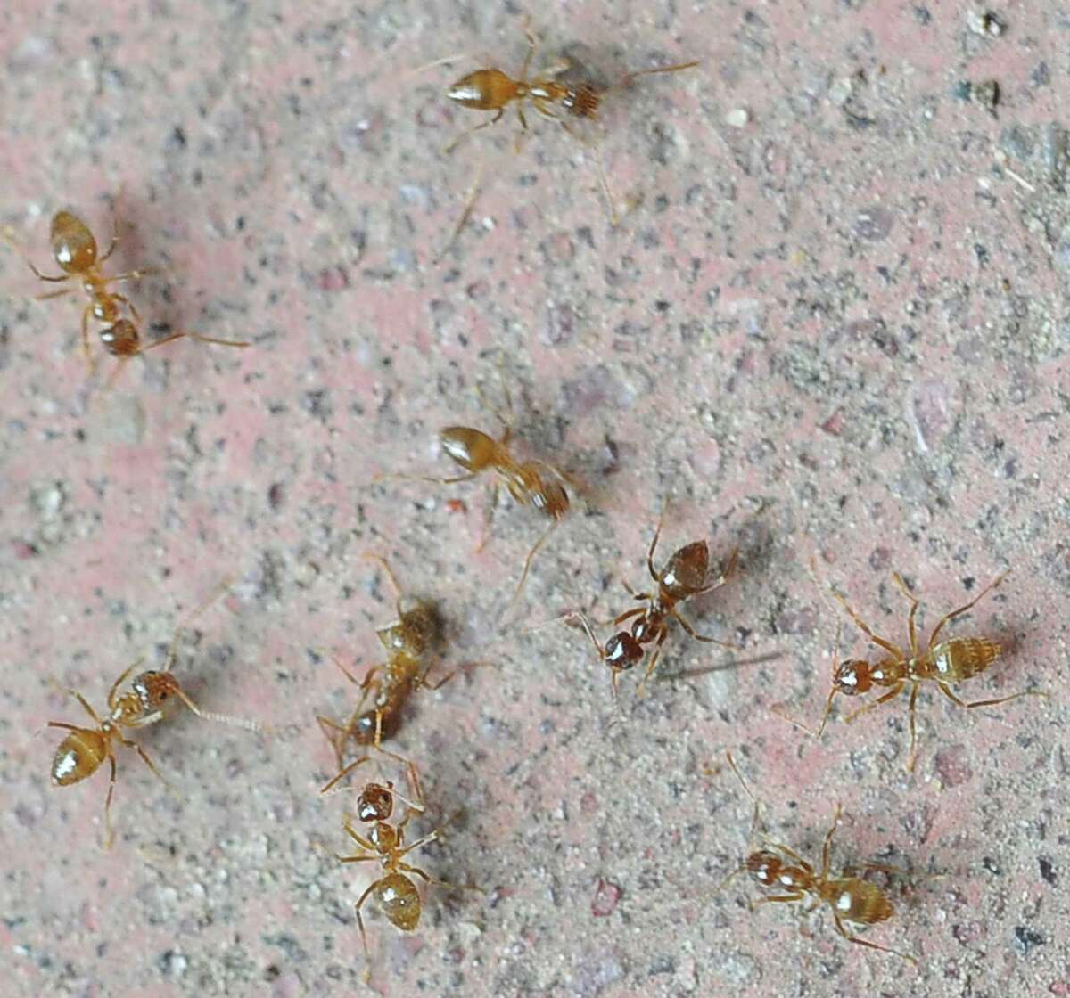 crazy-ants-types-facts-and-how-to-identify-crazy-ants-control