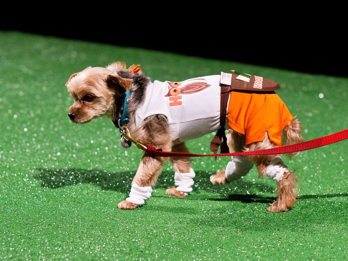 Dogs get all dolled up for Haute Dog fashion show