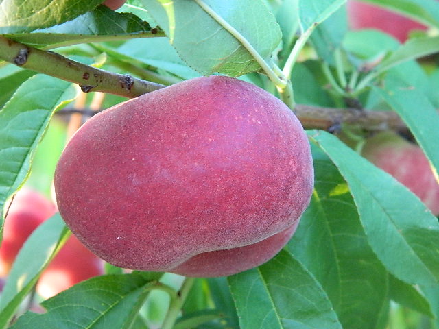 New Low Chill Peaches And Nectarines Available For Home Gardens