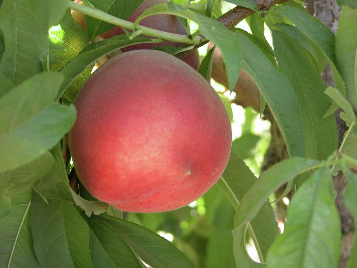 New Low Chill Peaches And Nectarines Available For Home Gardens