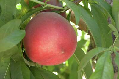 New Low Chill Peaches And Nectarines Available For Home Gardens