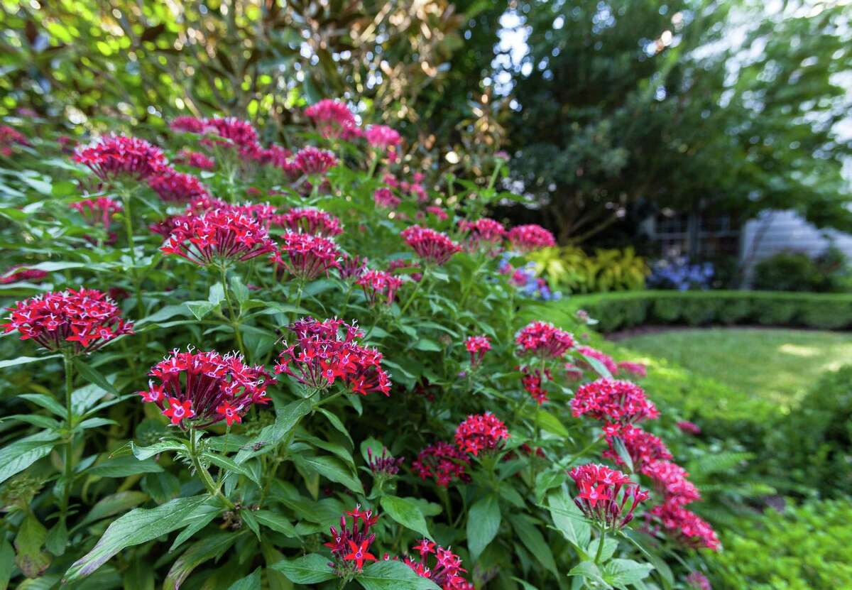 Details and overalls of lush private River Oaks garden designed by David Morello. Pentas. Friday 10/05/12 (Craig H. Hartley/For the Chronicle)