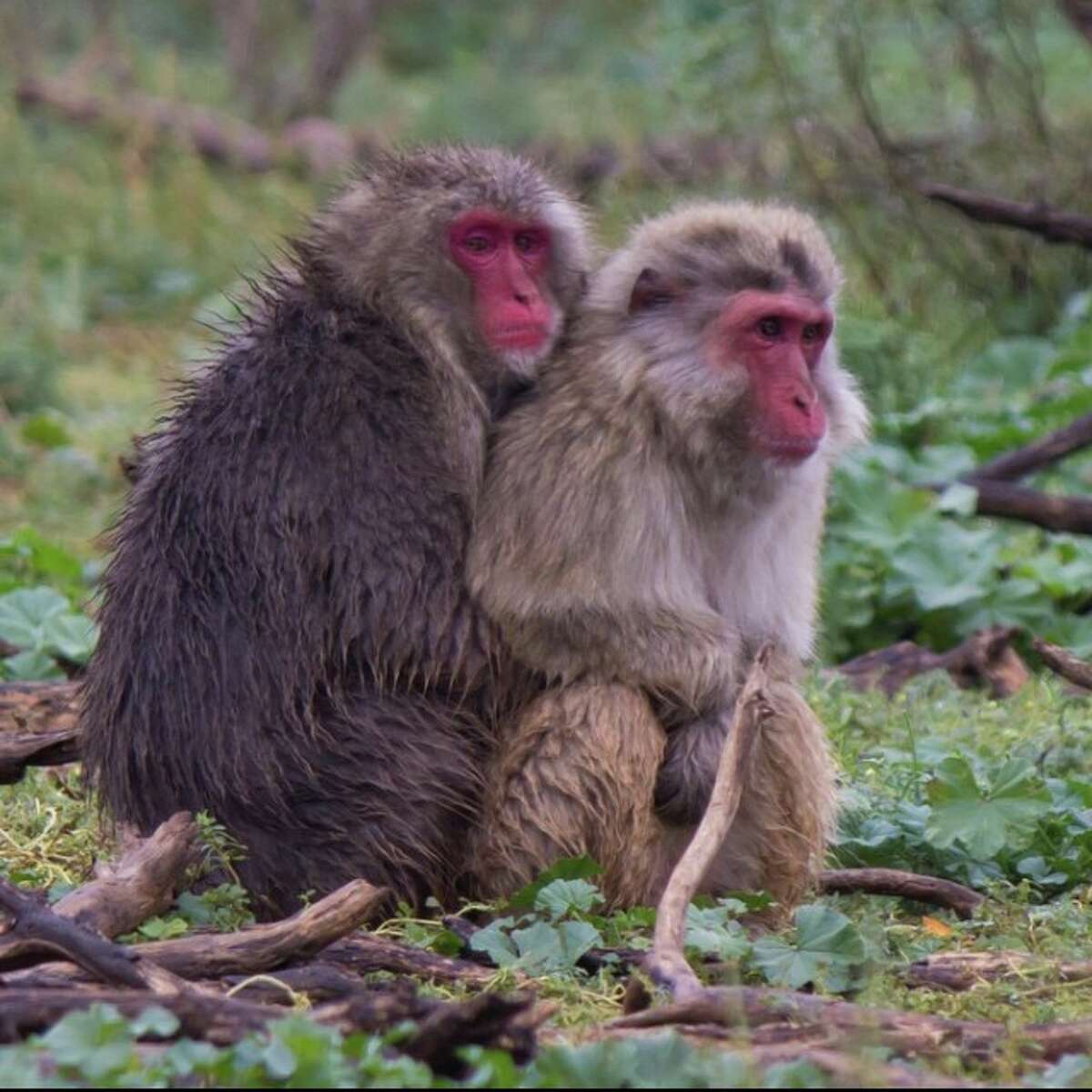 S.A. man cited after pet monkey bites North Side bank employee