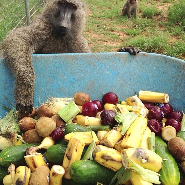 Monkeys banned from eating bananas at Devon zoo, The Independent