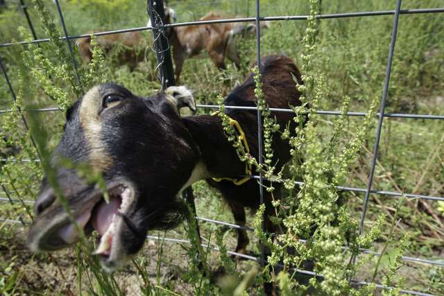 Goats' appetites key in fire prevention test