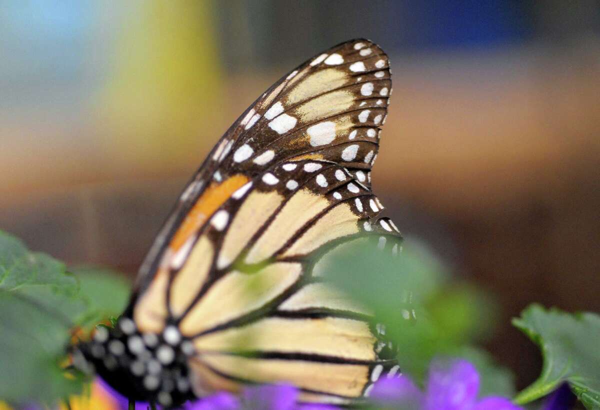 Photos Schenectady's miSci hosts butterflies
