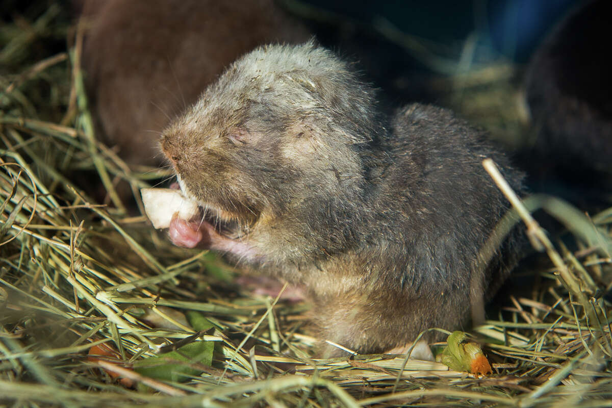 Elderly residents at the Houston Zoo get plenty of loving care