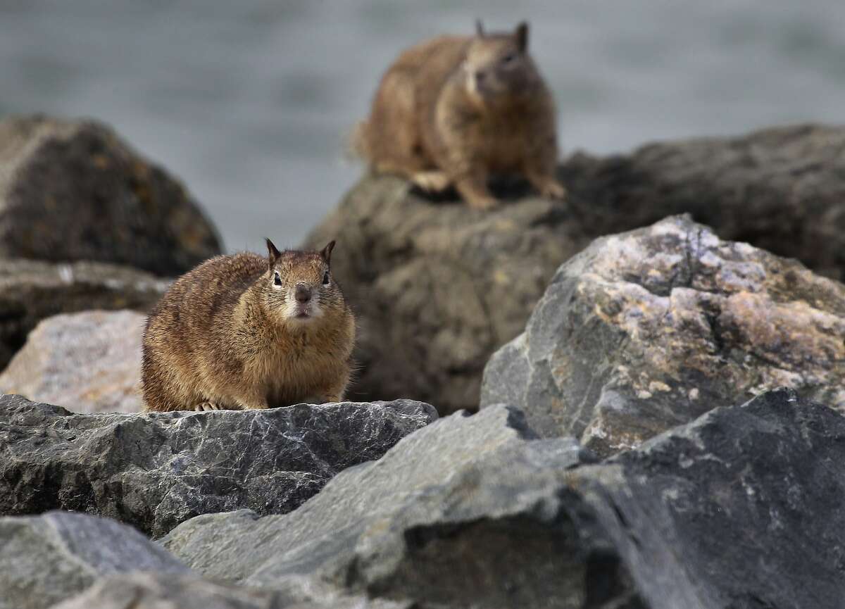 A pair of ground squirrels perch on rocks along the shore at Cesar Chavez Park in Berkeley, Calif. on Wednesday, Feb. 12, 2014. 