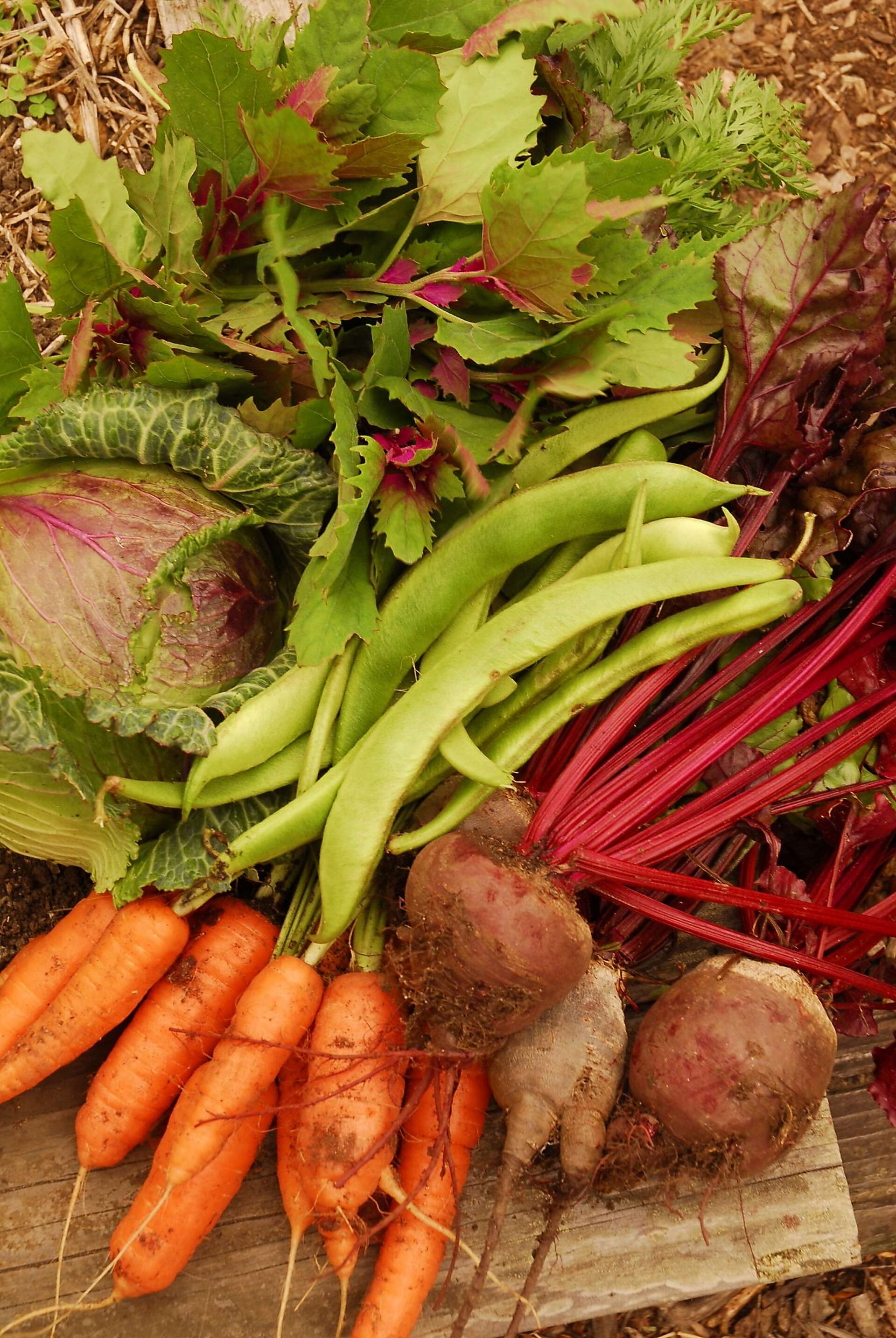 Drought gardening: tips for growing food