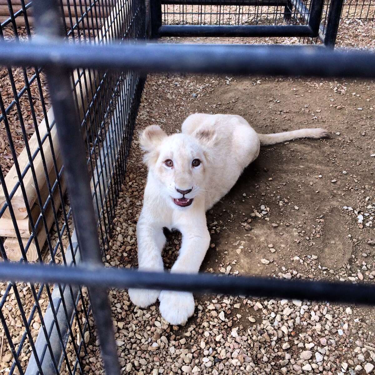 One of the white lion cubs at Animal World and Snake Farm Zoo is seen on Thursday, Feb. 20, 2014.