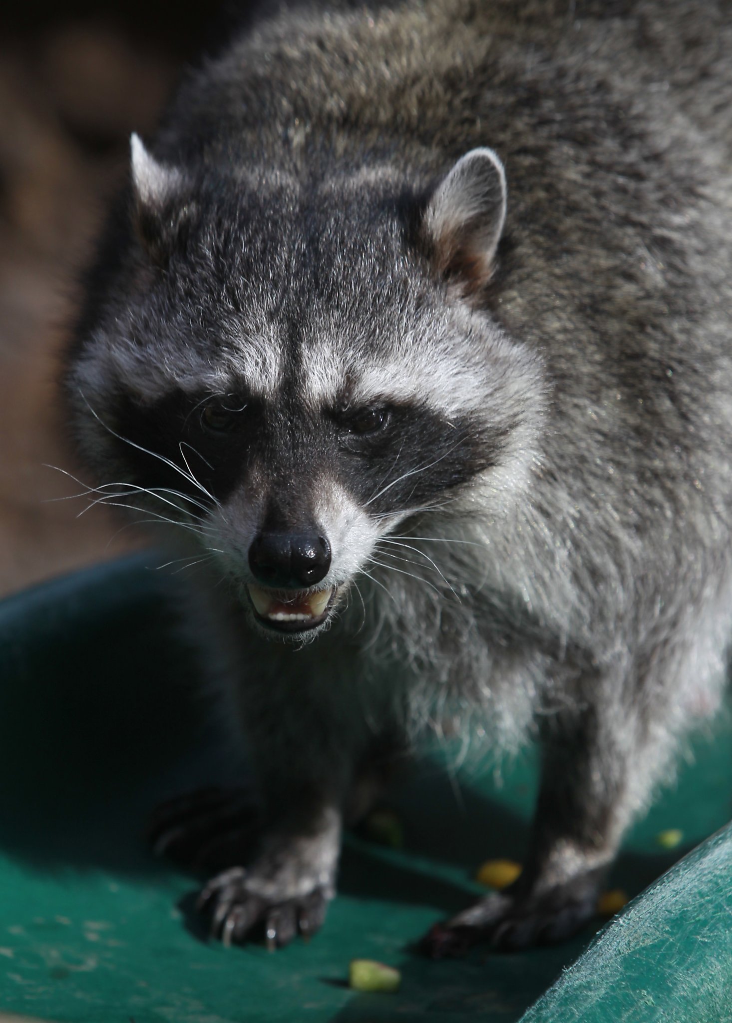 New roomies for oldest raccoon in captivity