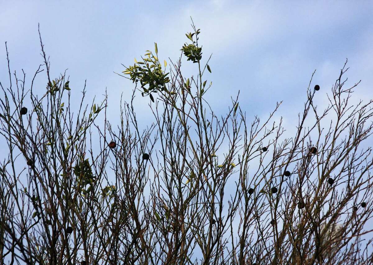 Citrus trees show freeze effects