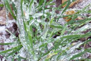 A recent episode of freezing rain encapsulated these wheat seedlings in ice. The plants were unharmed by the experience.