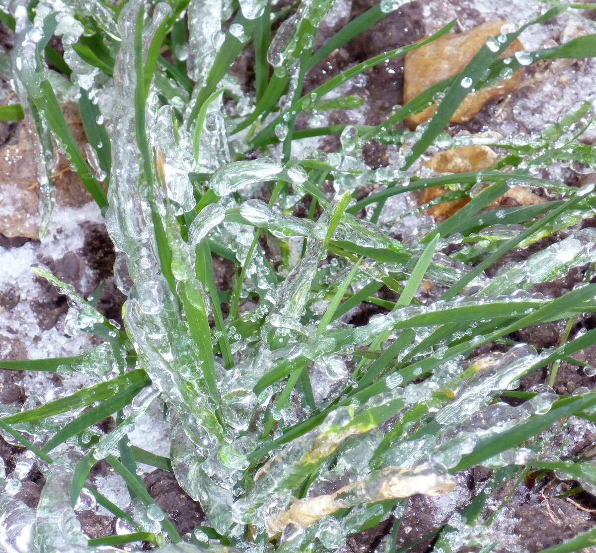 A recent episode of freezing rain encapsulated these wheat seedlings in ice. The plants were unharmed by the experience.