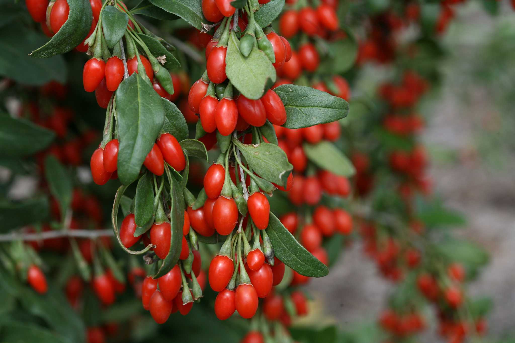 Plants, shrubs and trees provide food and shelter for birds