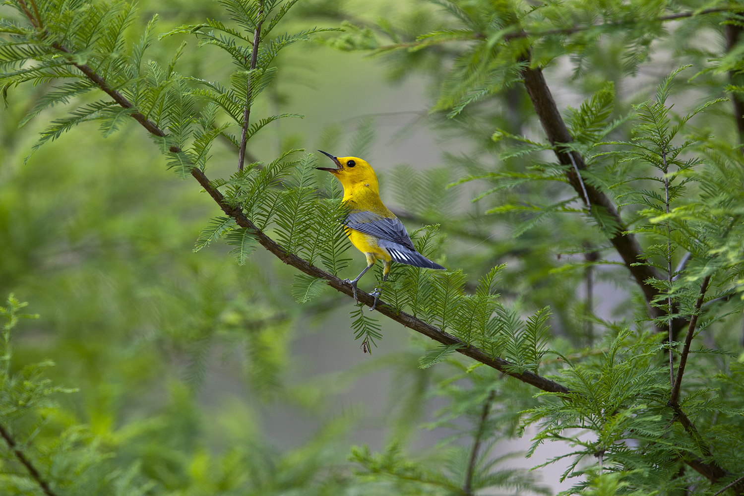 Houston Area Provides An Oasis For Birds Houston Chronicle