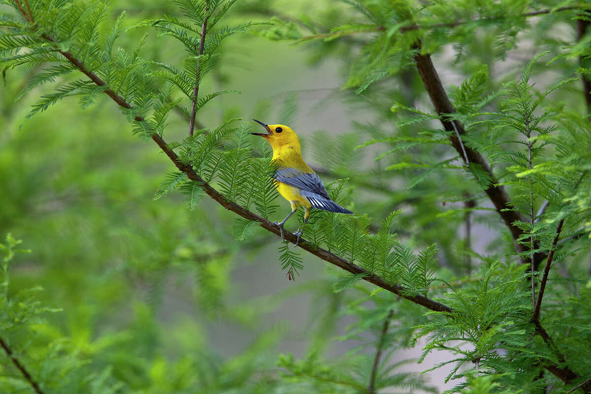 Prothonotary warbler breed in the spring at Jesse H. Jones Park in Humble. Photo Credit: Kathy Adams Clark. Restricted use.
