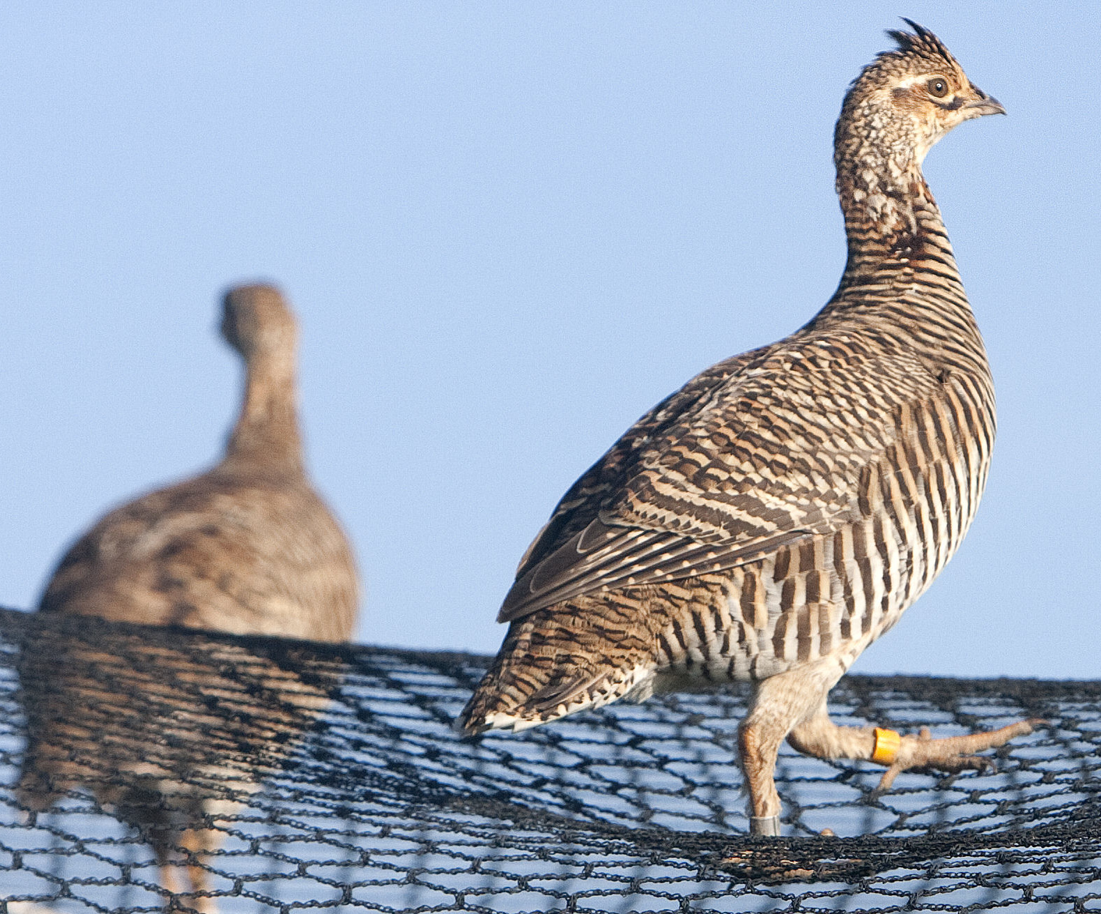 Energy companies play chicken with proposed listing