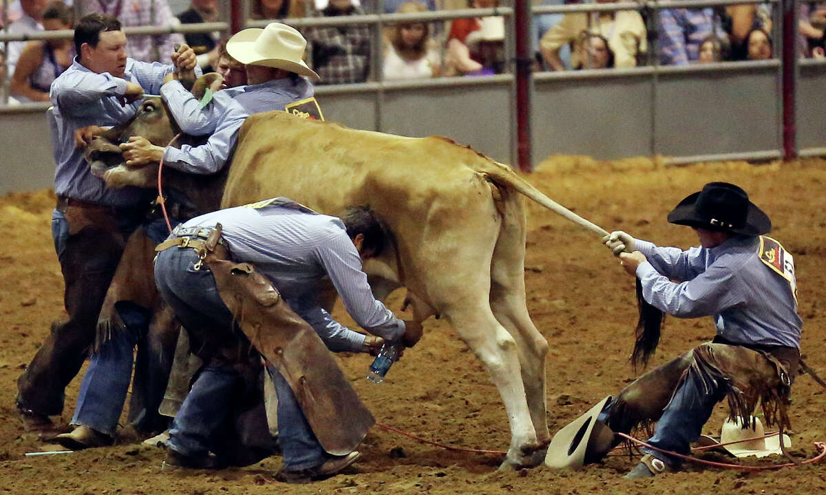 The Briscoe Ranch team Doug Burdette (from left), L.B. Pearson, Ty Brzozowski, Josh Baros and Westin Imhoff compete in the wild cow milking event during the Ranch Rodeo Finals at the San Antonio Stock Show & Rodeo Sunday Feb. 23, 2014.