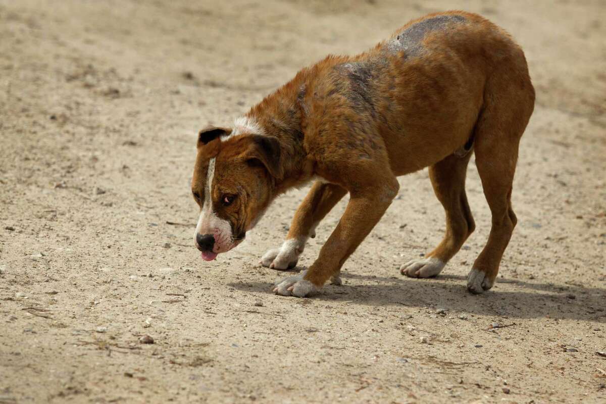 Animal welfare groups hit the streets to rescue strays as situation ...