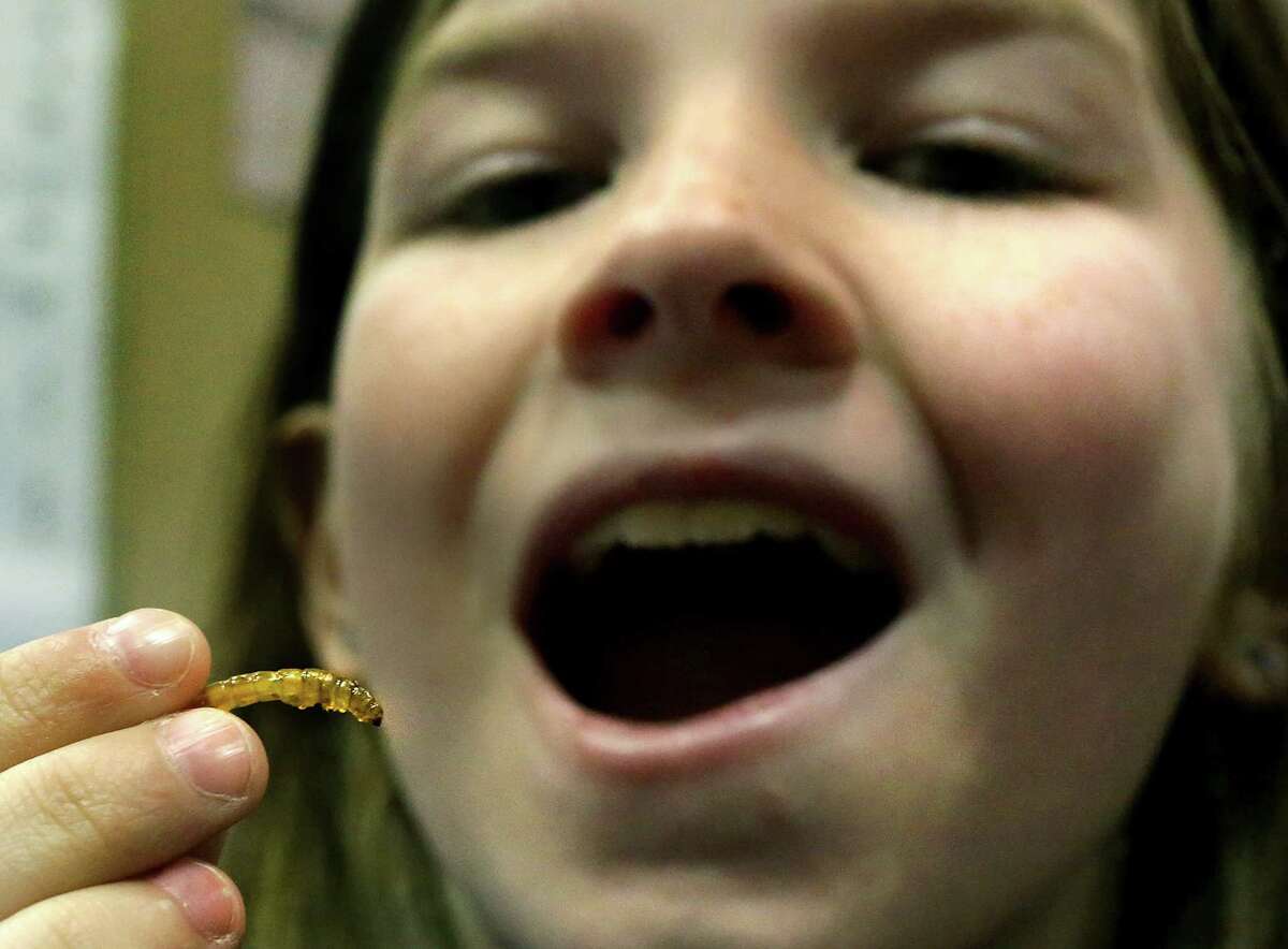 Addie Force, a home schooled 4th grader, prepares to eat a fried beetle larva at an Insect Expo. Close to 1000 area students got a close up look at creepy crawlers at an expo designed to teach kids about the insects on earth. The event was hosted by the Southwestern Branch Entomological Society of America, Texas A&M AgriLife Extension Service and Bexar County Master Gardeners at El Tropicano Riverwalk Hotel, Monday, Feb. 24, 2014.