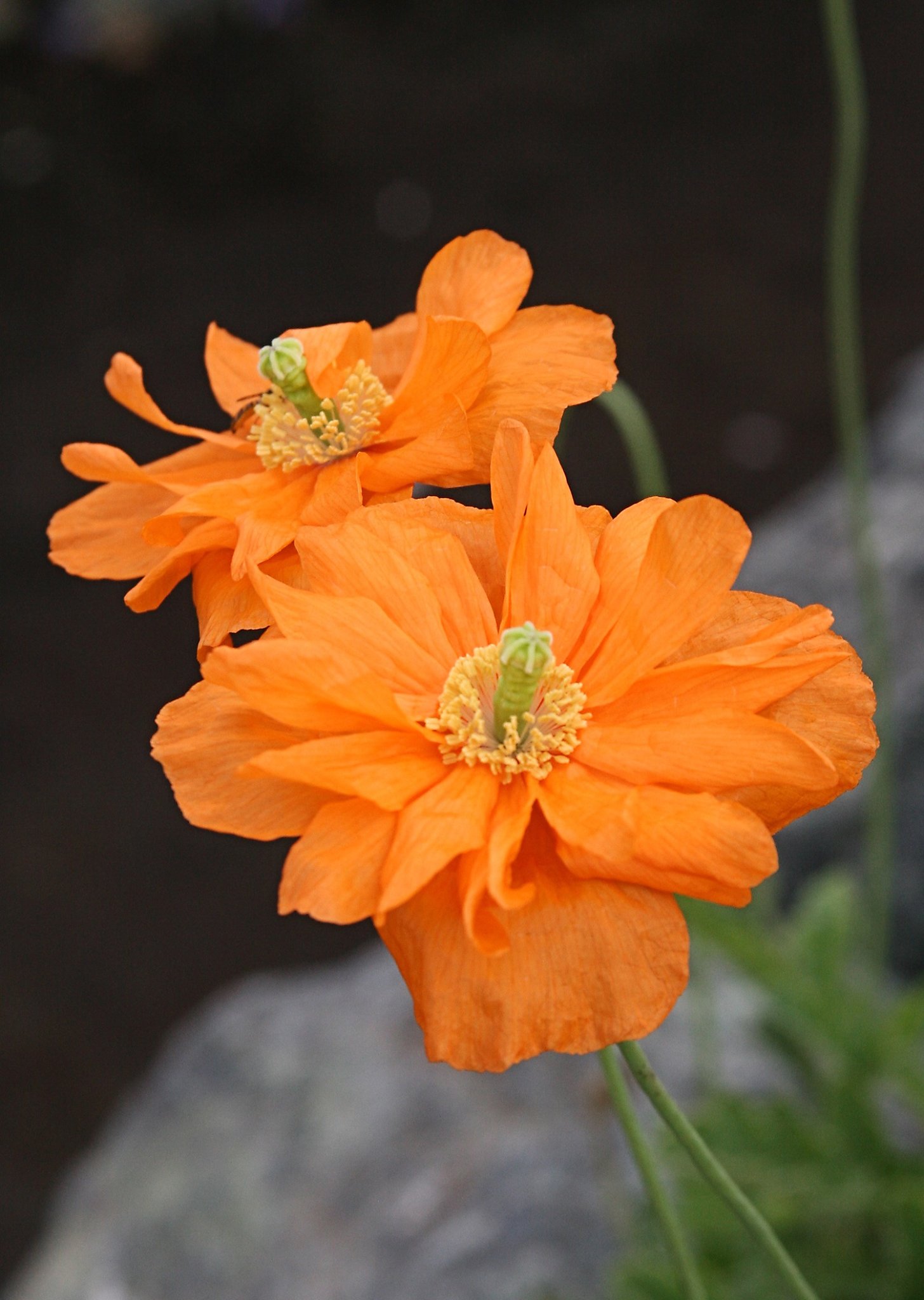 Don't overlook the Moroccan a pretty, perennial poppy