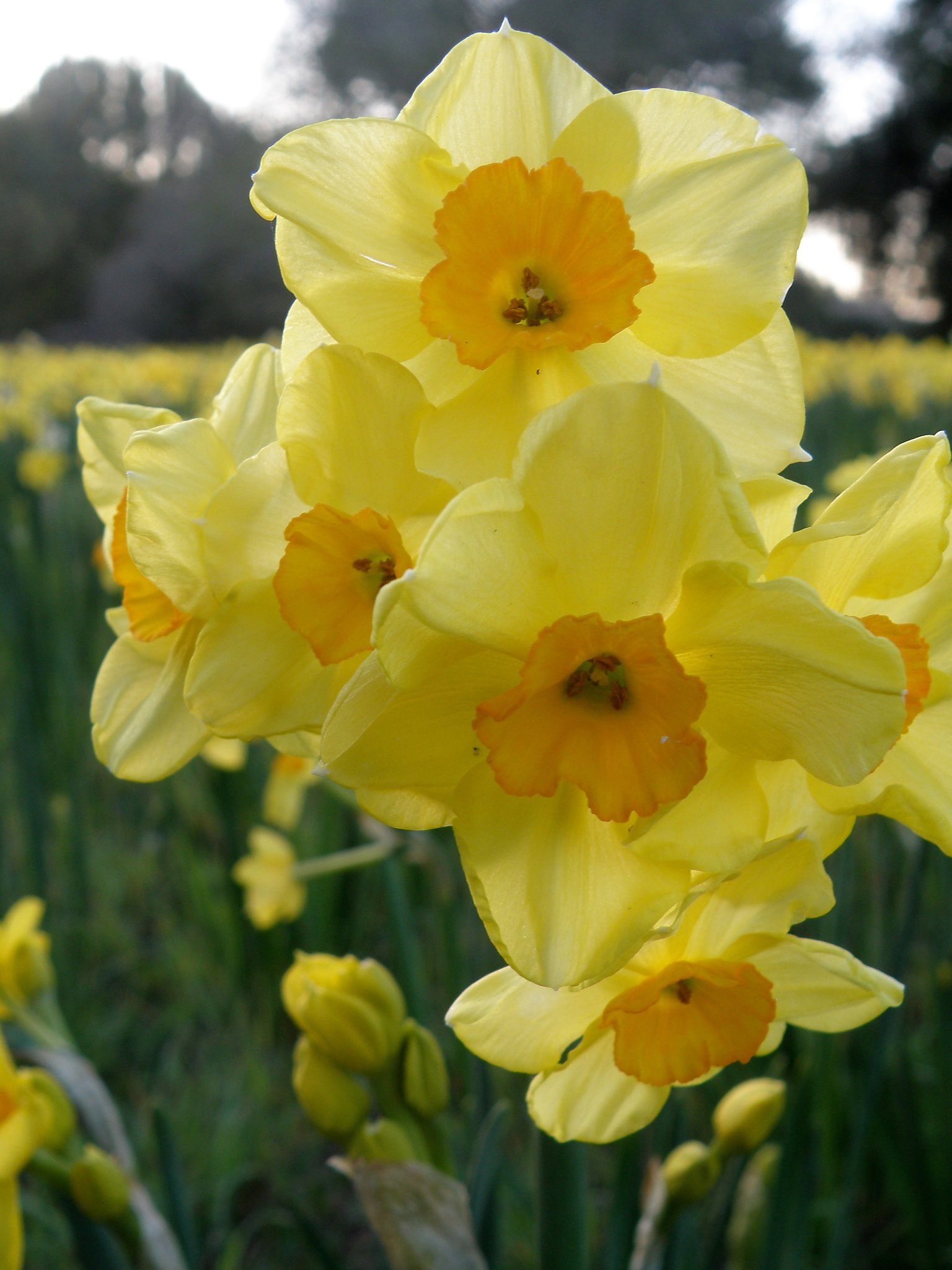 Flowers in bloom in April and May