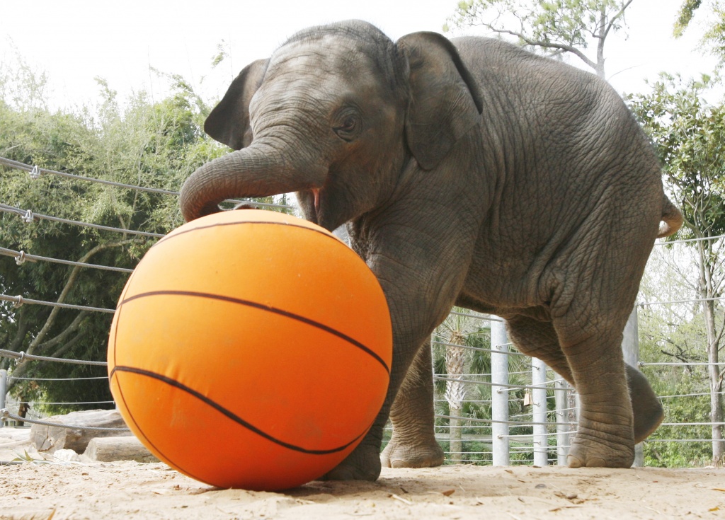 Baby Elephant Playing