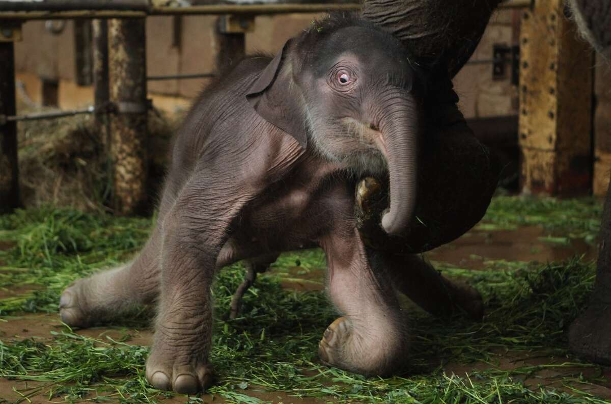 Рождение слоника. Слоненок. Маленький Слоненок.