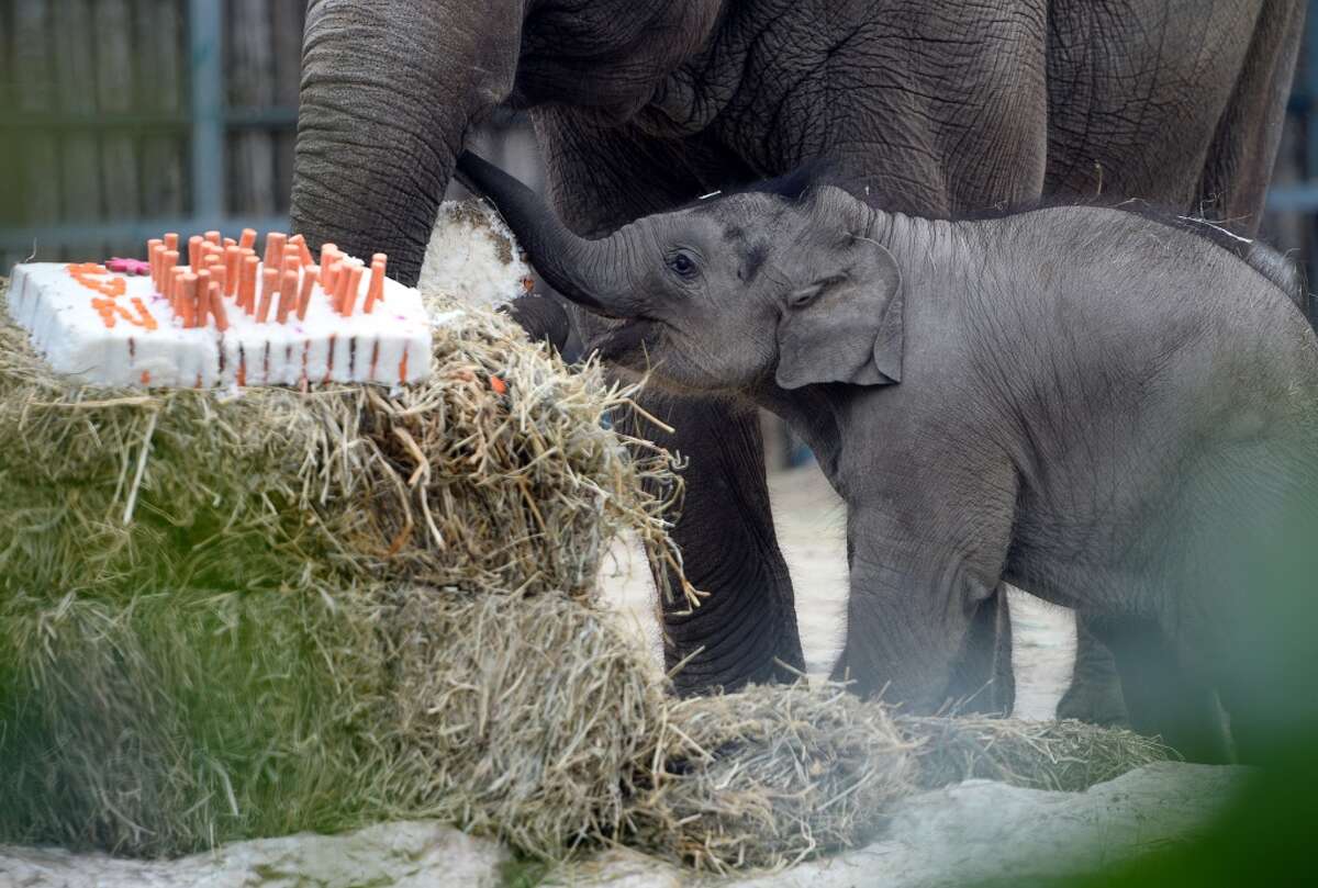 Watch this Dallas Zoo baby elephant freak out about a huge ball(00)