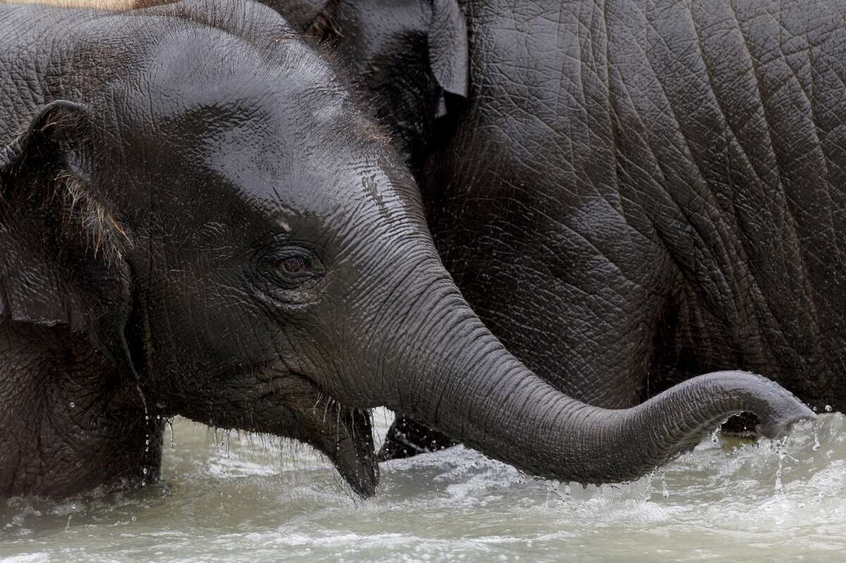 2 Houston Zoo animals treated for Elephant herpes virus
