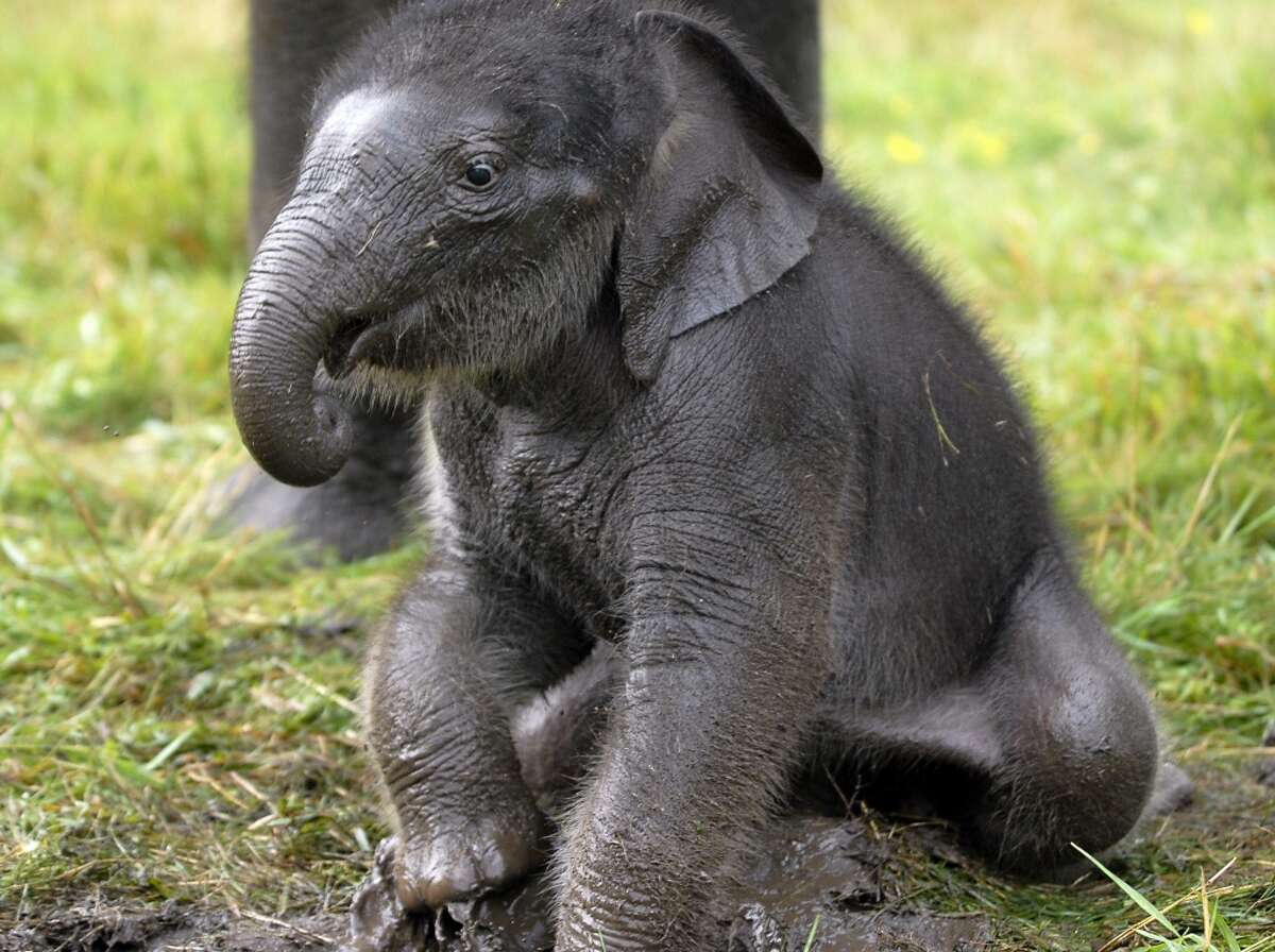 San Antonio Zoo's only elephant will remain, despite relocation rule