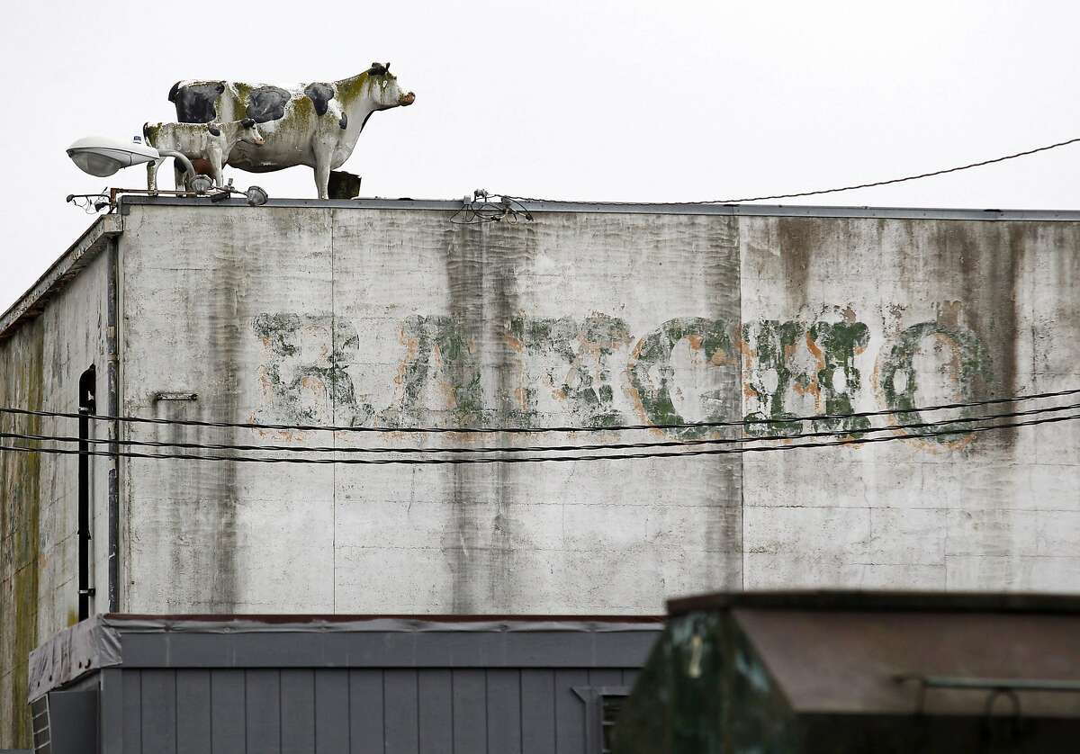 Statues of cattle sit atop a building at Rancho Feeding Corporation in Petaluma, California, February 10, 2014.