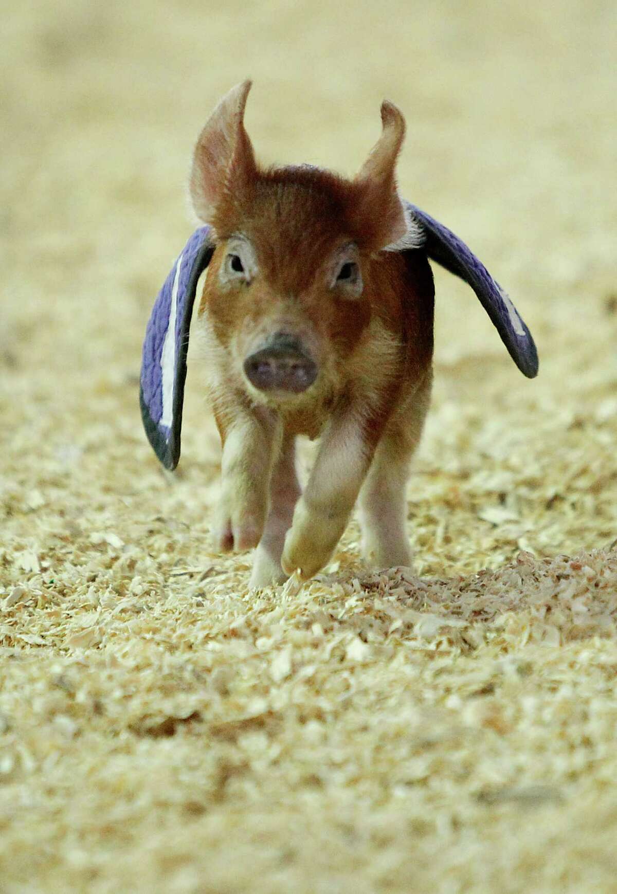 Rodeo: Don't miss these attractions