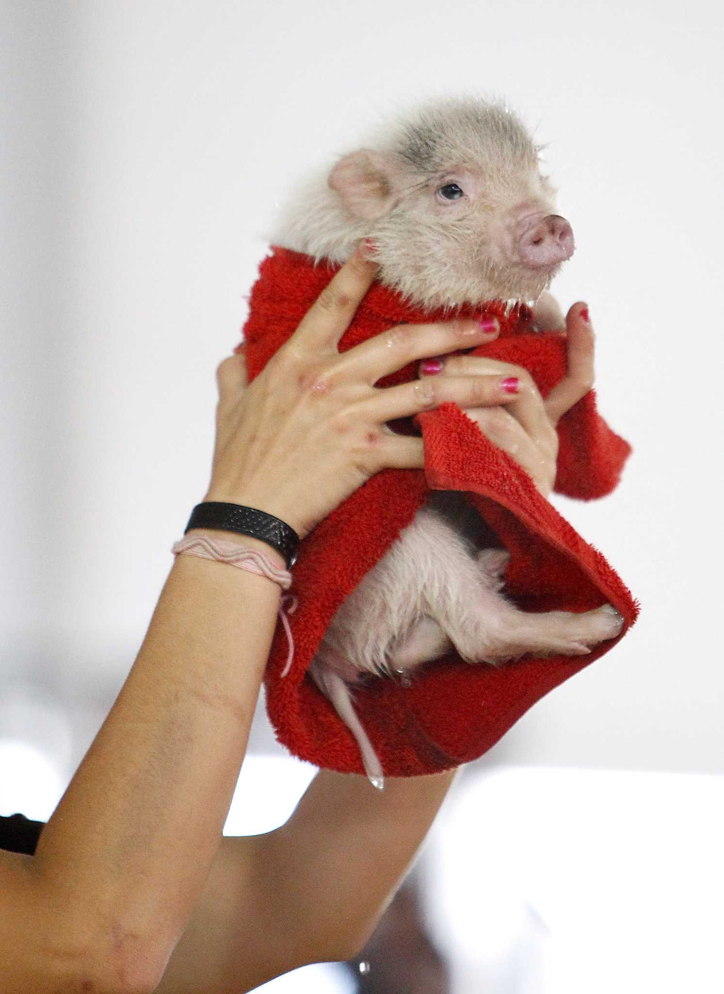 Houston's pet laws explained