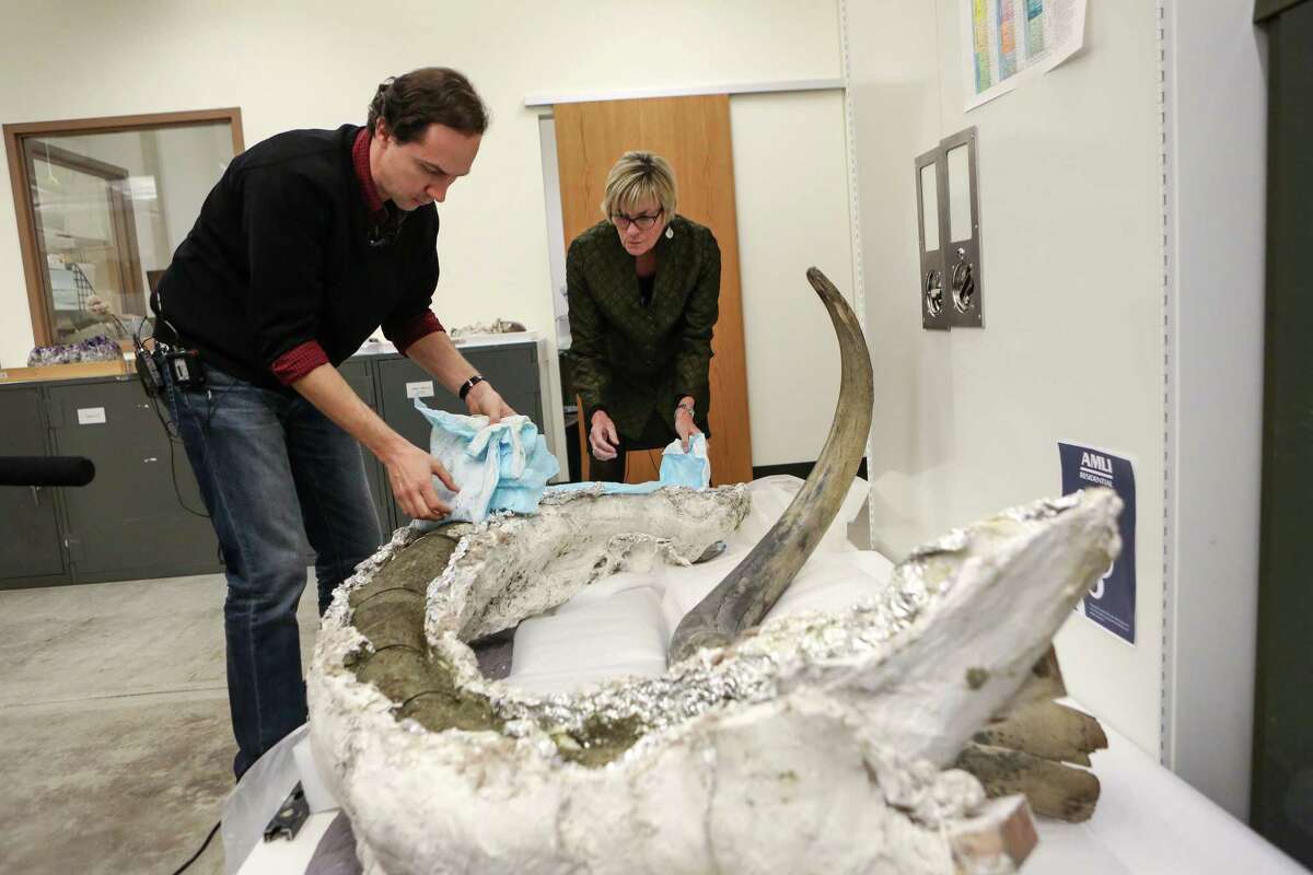 South Lake Union mammoth tusk uncovered at Burke Museum