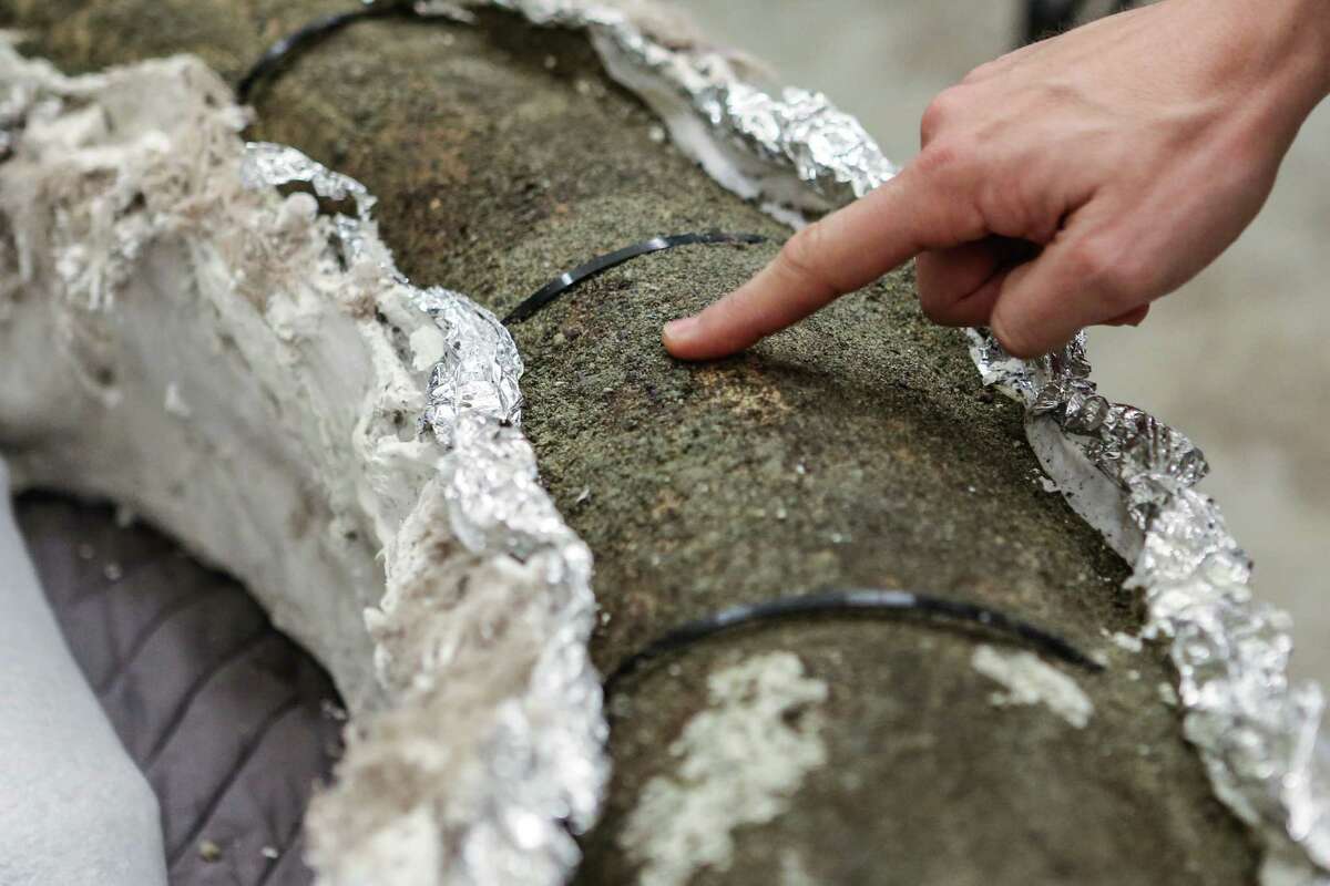 South Lake Union mammoth tusk uncovered at Burke Museum