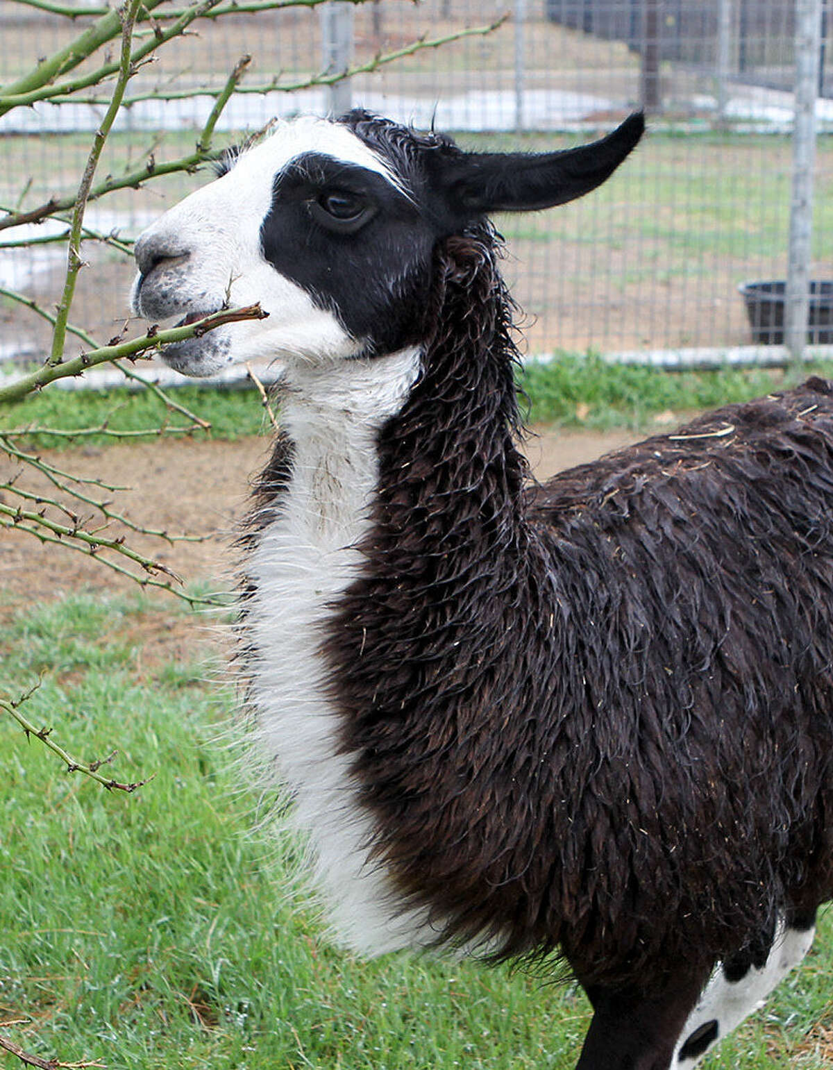 A llama nicknamed “Como Te” was holed up behind a business near Bandera Road and Loop 410.