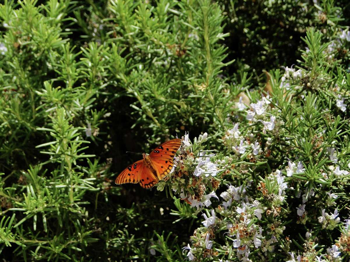 SAWS encourages waterfriendly lawn makeovers with rebate