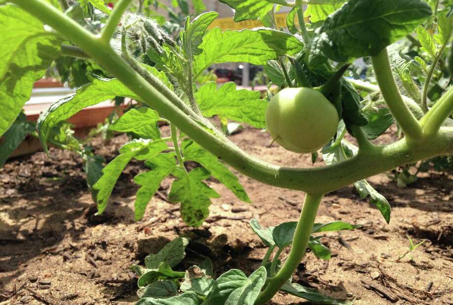 Ready, set, grow tomatoes San Antonio ExpressNews