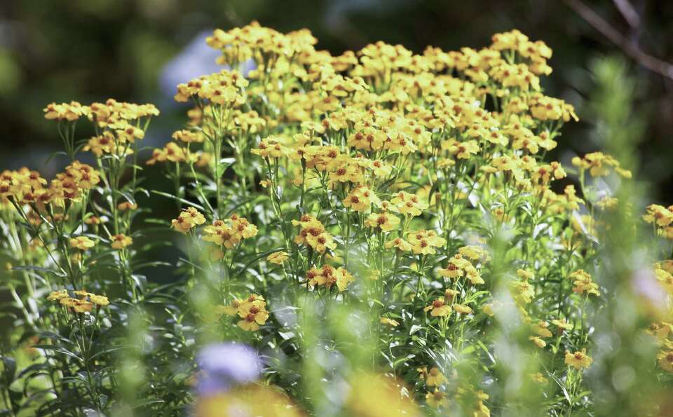 SAWS offers 100 plant coupons for spring